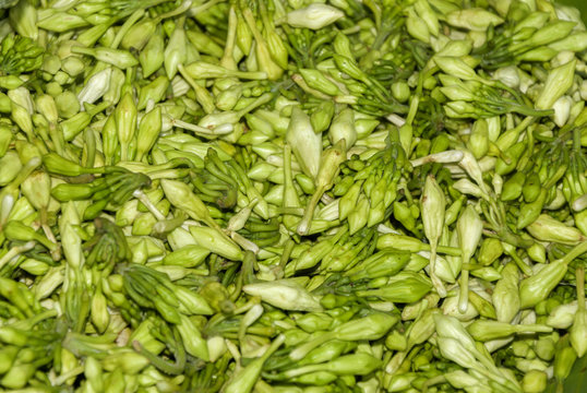 Loroco 이미지 – 찾아보기 102 스톡 사진, 벡터 및 비디오 | Adobe Stock