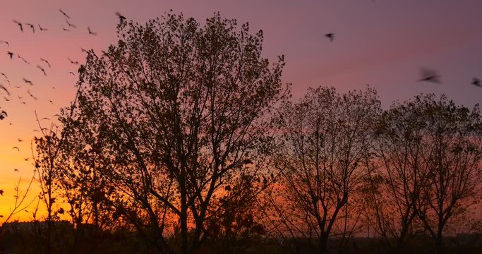 Birds Fly Above the Trees Bushes Silhouettes Yellow Sunset Pink and Violet Sky Evening Beautiful Autumn Landscape Colorful Cloudscape Dry Leaves Dusk