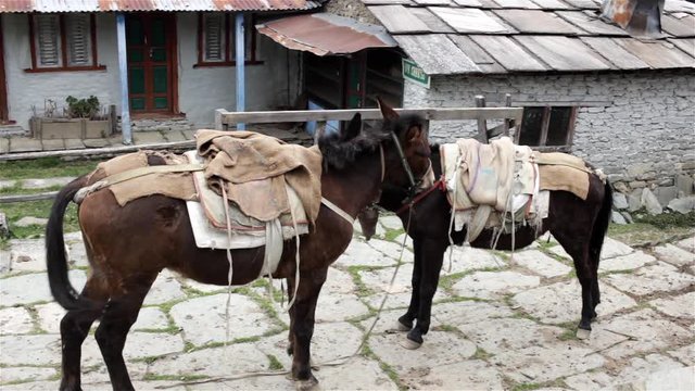 Two mules have a rest after caring people and load. Poor life of asian people living in Himalayan mountains. Animal transportation and cargo