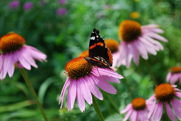 бабочка кардинал