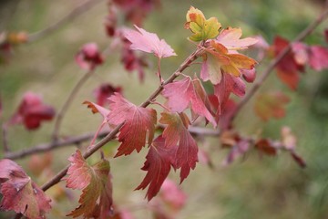  red autumn leaves of currant