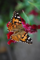 бабочка крапивница