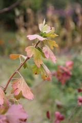 Fototapeta premium red and green autumn leaves of currant