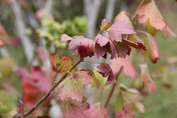  red autumn leaves of currant