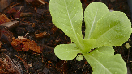 Vegetable garden in thailand at ratchaburi city ,Thailand.