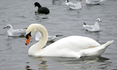 duck in country landscape view