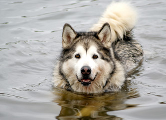 husky dog in water