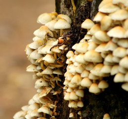 mushroom in trunk view