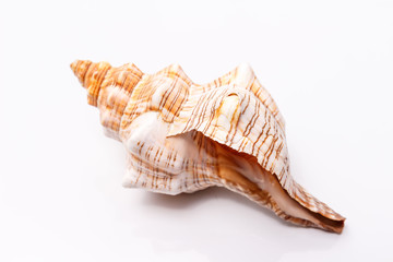 Sea shell on a white background