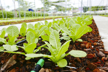 Vegetable garden in thailand at ratchaburi city ,Thailand.