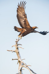 Golden eagle taking flight