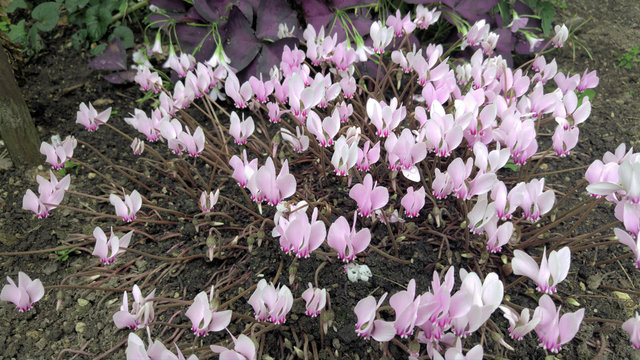 Alpenveilchen (Cyclamen)