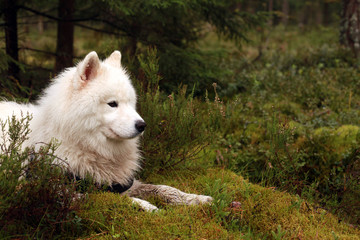 samoyed lay in forest