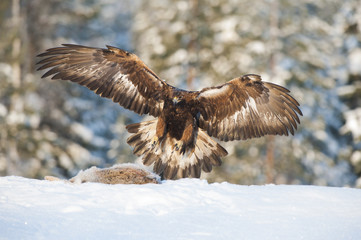 Golden eagle and prey