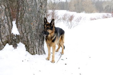 German shepherd dog on snow in winter day