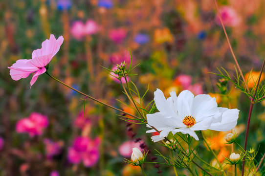 Beautiful Wildflowers Blooming At Spring Time