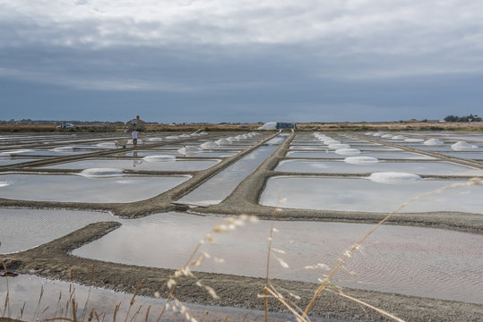 oeillets des marais salants 