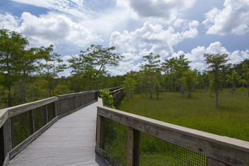 Fototapeta na wymiar Fussweg in den Everglades