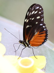 Tiger Longwing Butterfly