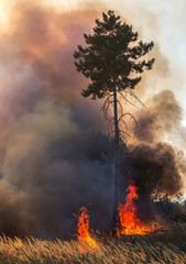 Forest fire. huge pine tree in fire
