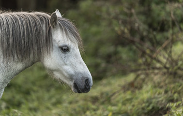 Profile of a grey/white horse, with a mane, against a rural background of foliage - excellent detail