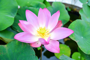 Close-Up of Pink Lotus in the Pond