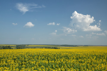 Fototapeta premium Подсолнуховые просторы