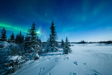 Foto op Plexiglas Noorderlicht Sporen van sneeuwschoenhazen en de Aurora Borealis