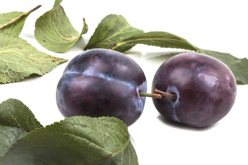 two mature round juicy blue plum on the green leaves