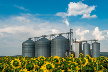Silos. Warehouse storage of the harvest. Field with sunflowers.