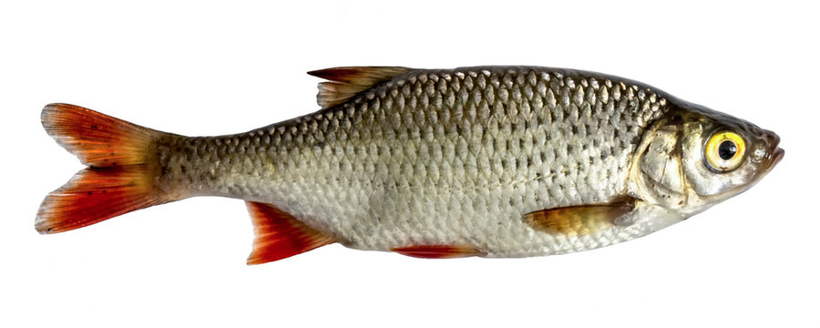 Isolated rudd , a kind of fish from the side. Live fish with flowing fins. River fish