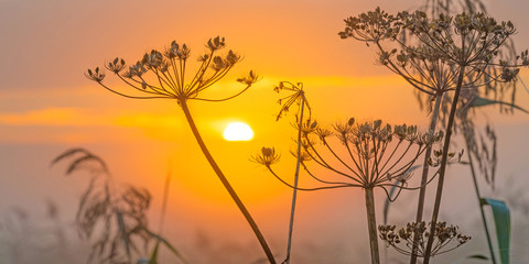 Wild flowers in the light of sunrise