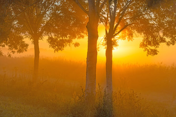 Fototapeta na wymiar Trees in the light of sunrise in summer