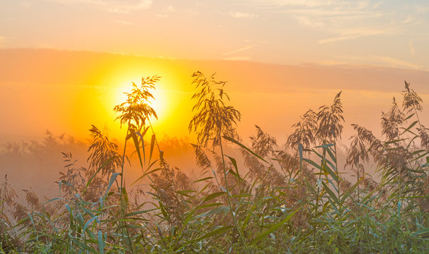 Fototapeta Reed along a canal at sunrise in summer