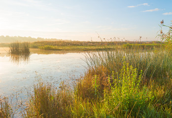 Shore of a lake at sunrise in summer