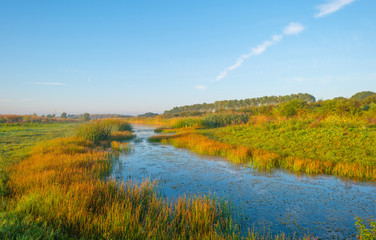 Shore of a lake at sunrise in summer