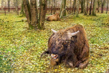 two bison bulls in national park Bialoweza, Poland, Eastern Europe © tatsiana502
