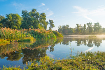 Shore of a lake at sunrise in summer