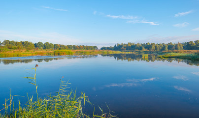 Shore of a lake at sunrise in summer