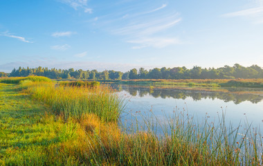 Shore of a lake at sunrise in summer