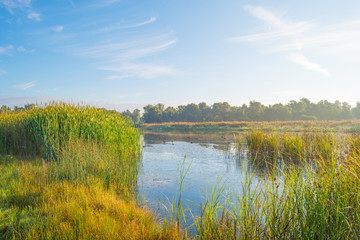 Shore of a lake at sunrise in summer