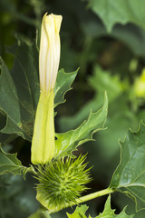 stramonium , jimson weed , dangerous plant