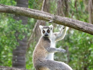 Ring-tailed lemur on tree branch