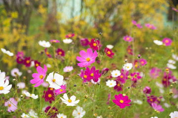 Flowers in the meadow. Autumn flowers. Beautiful. Floral background.