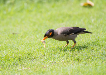 Bank myna bird biting insect