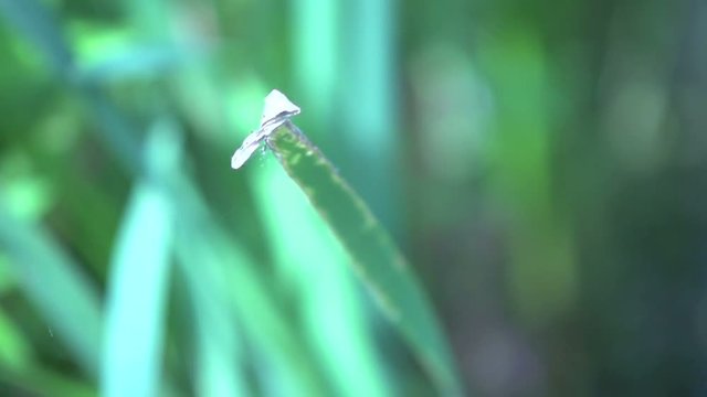 Dragonfly landing at a leaf in slow motion