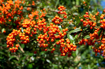 Fire Thorn (Pyracantha coccinea)