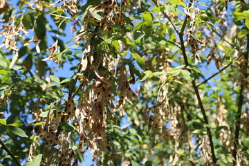 Fototapeta premium Robinia pseudoacacia, ordinary (Robinia pseudoacacia) - a fast-growing drought-resistant forest tree wood, erroneous name 