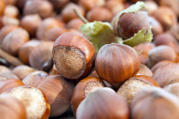 European hazel (Corylus avellana)