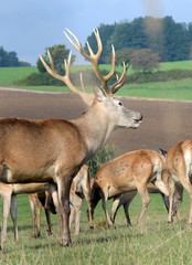 Herr der Rehe, stattlicher Rothirsch inmitten seiner Herde